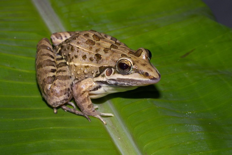 File:Leptodactylus fuscus01c.jpg