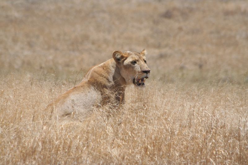 File:Lioness ngorongoro crater kenya.jpg