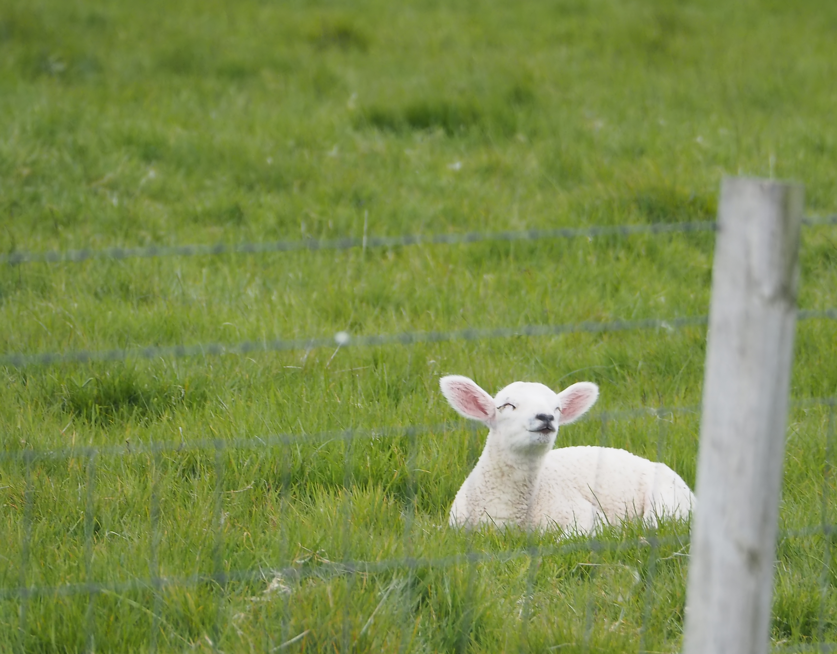 Little lamb