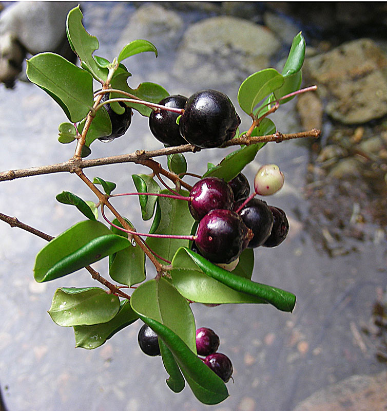 File:Luma apiculata, fruit (8649762847).jpg - Wikimedia Commons