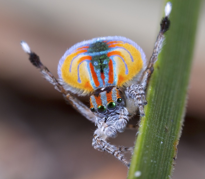 Image result for peacock spider