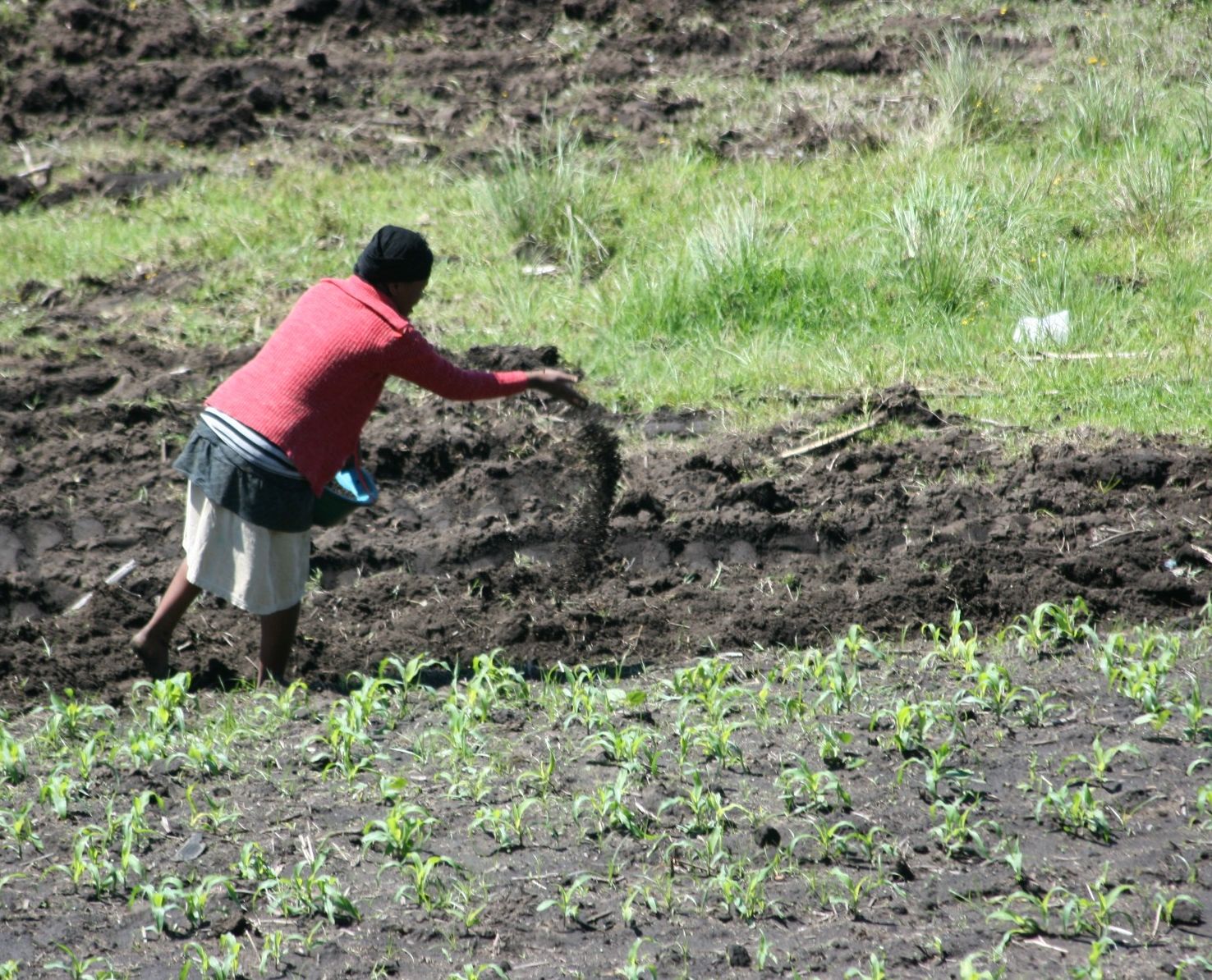 Image of A farmer spreading NPK fertilizer on a field