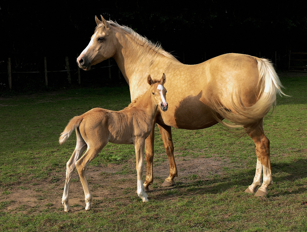 palomino horse with black mane