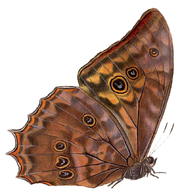 File:Morpho theseus justitiae2 - BCA.png