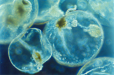 The sea sparkle dinoflagellate glows in the night to produce the milky seas effect