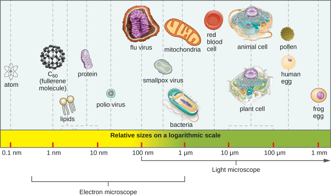 Cell virus. Размеры вирусов. Размер вируса и бактерии сравнение. Размер клетки и вируса сравнение. Размеры клеток.