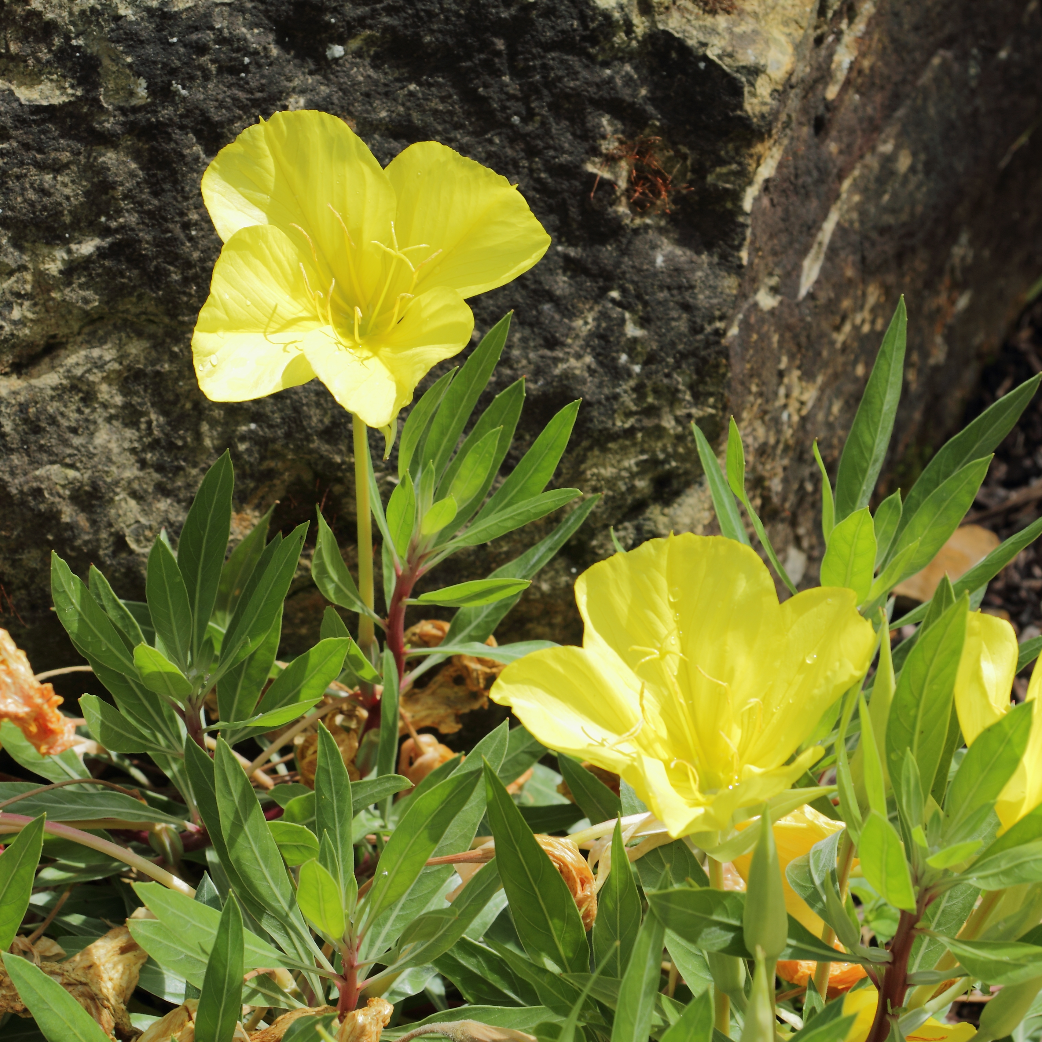 Энотера цветок фото и описание. Энотера миссурийская. Энотера многолетняя миссурийская. Энотера ослинник. Энотера миссурийская желтая.