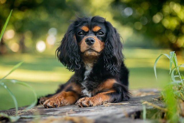 File:Olive - A Black And Tan Cavalier King Charles Spaniel.Jpg - Wikimedia  Commons