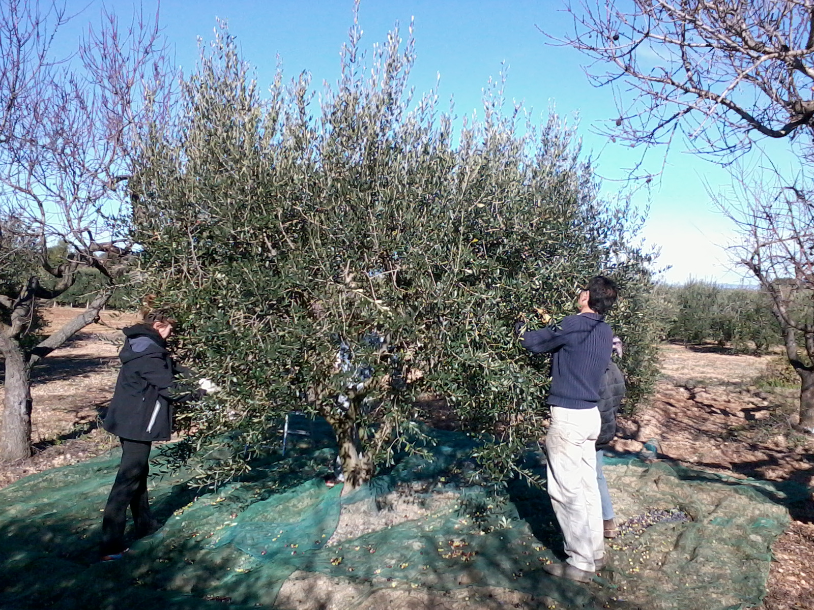 Olive Harvest in Catalonia 23-11-2013.jpg