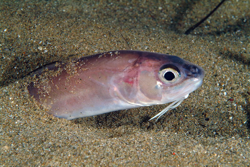 File:Ophidion barbatum (Stefano Guerrieri) head.jpg