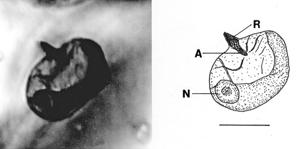 File:Oxymonites gerus holotype Fig1.jpg