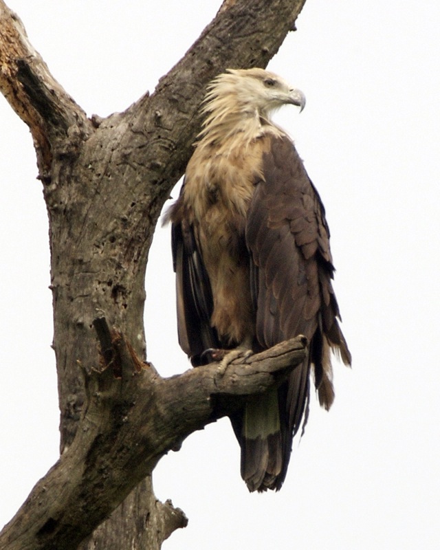 Pallas's fish eagle - Wikipedia