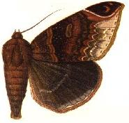 <i>Pindara serratilinea</i> Species of moth