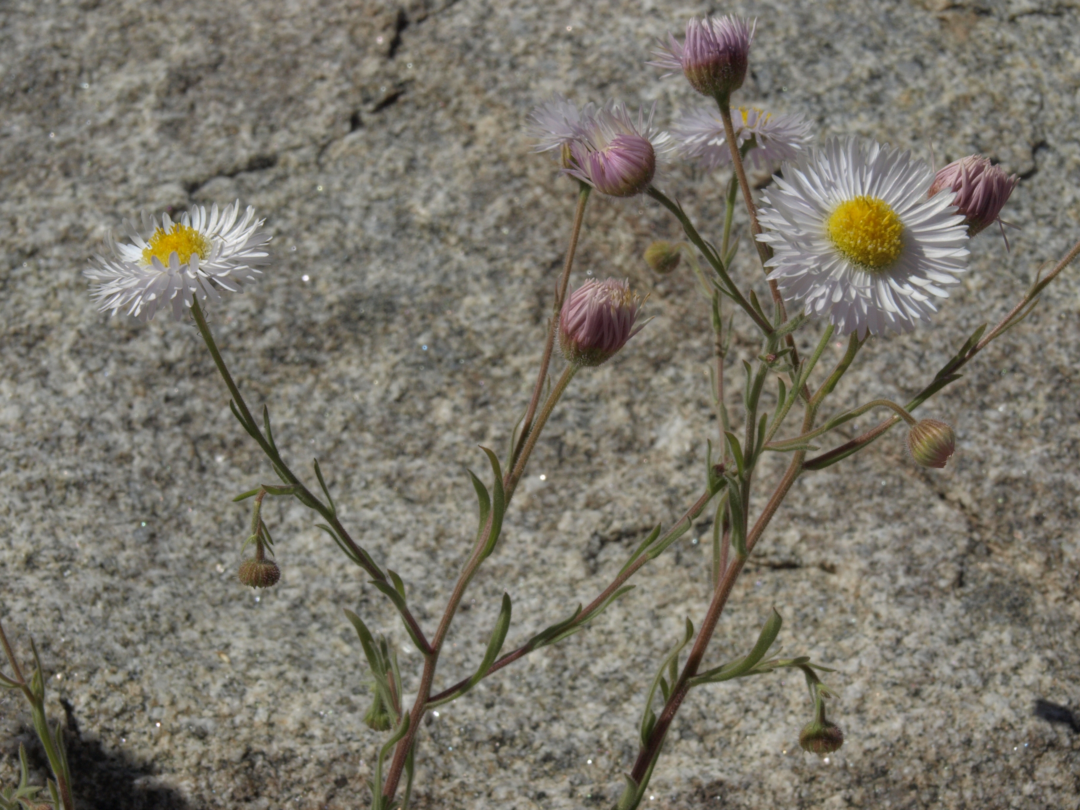 Erigeron macranthus Clear Blue русское название