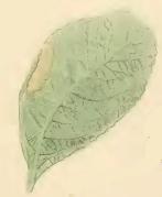 Mined leaf of Salix caprea Phyllonorycter salicicolella mined leaf of Salix caprea.JPG