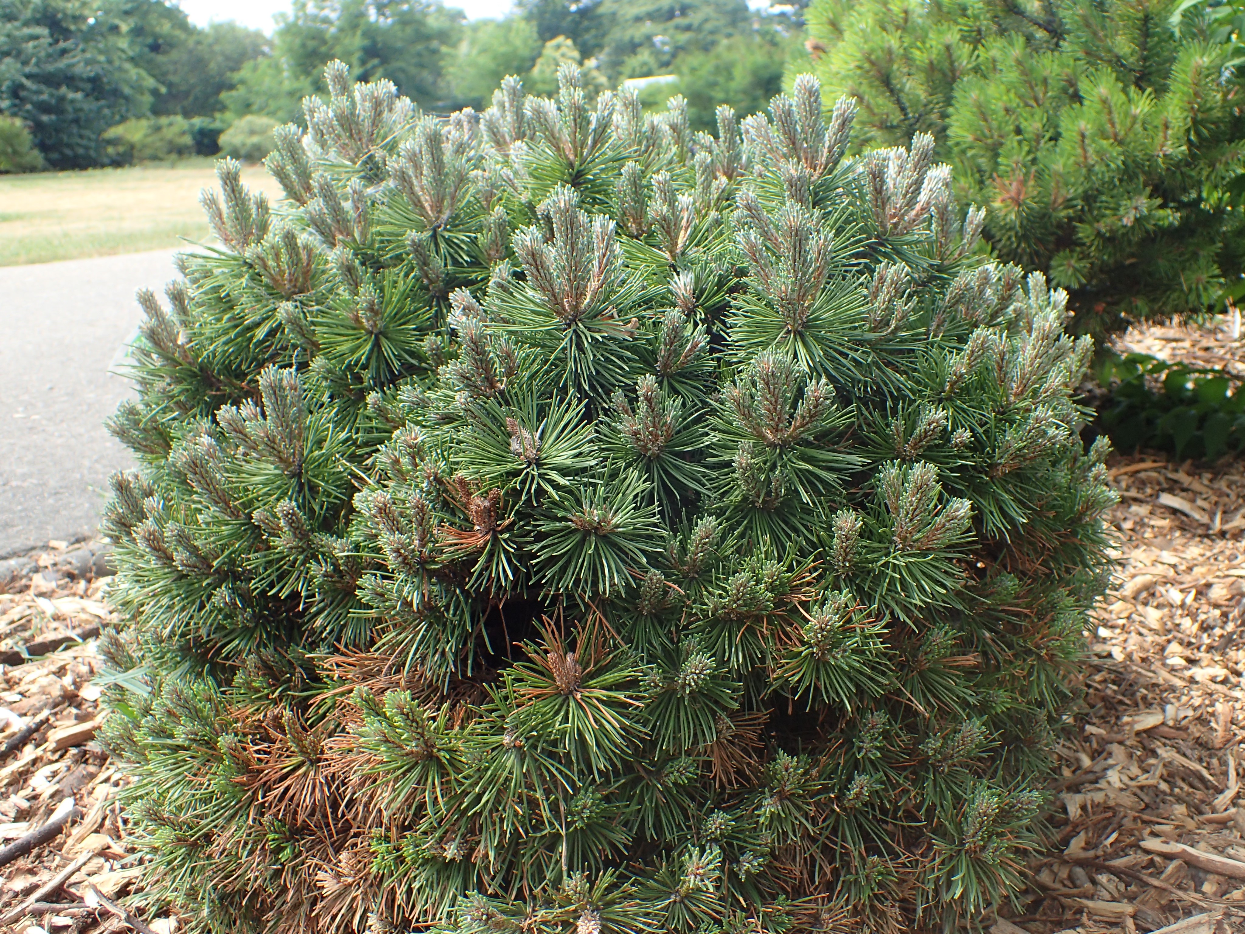 Pinus mugo 'Allgau'