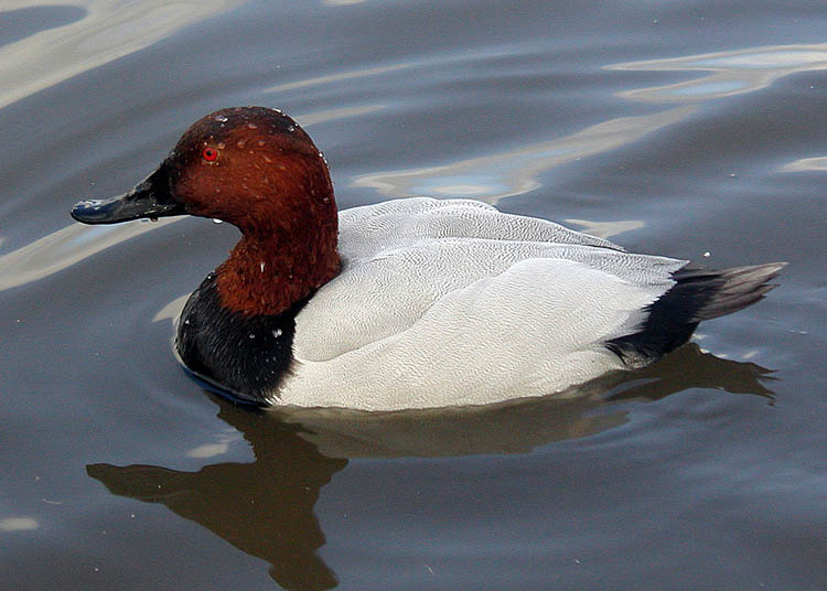 File:Pochard x Canvasback hybrid, Slimbridge.jpg