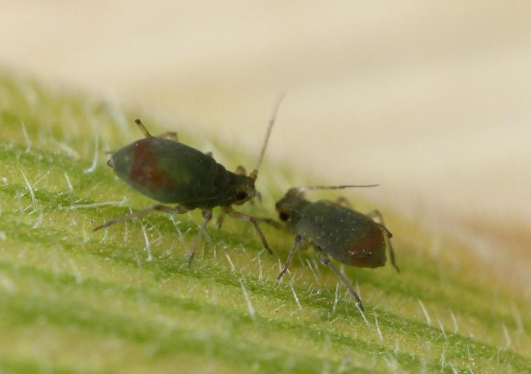 Rhopalosiphum padi - Wikipedia