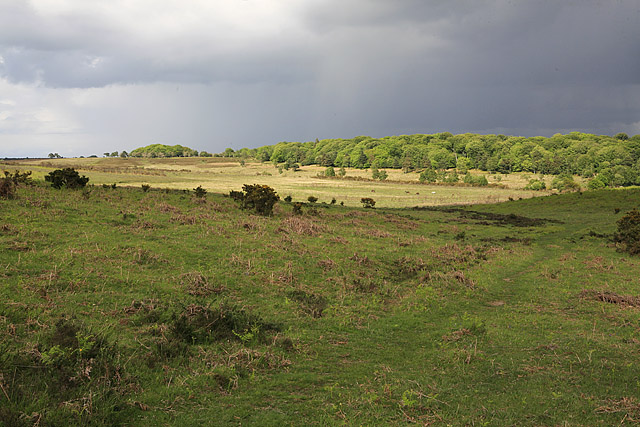 Ridley Bottom and Ridley Wood seen from Picket Plain - geograph.org.uk - 178744
