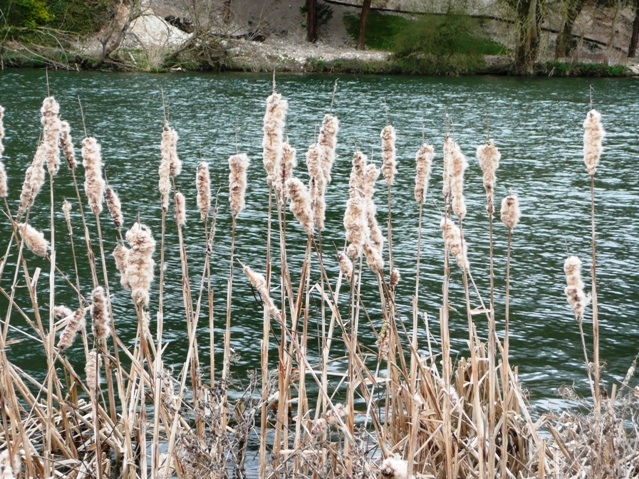 File:Rushes on the Thames - geograph.org.uk - 722308.jpg