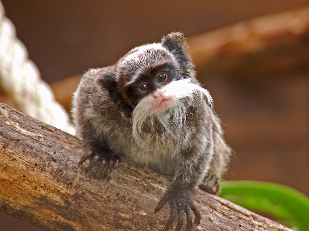 Macaco Sagui, Pão de Açúcar, Rio de Janeiro - Brazil