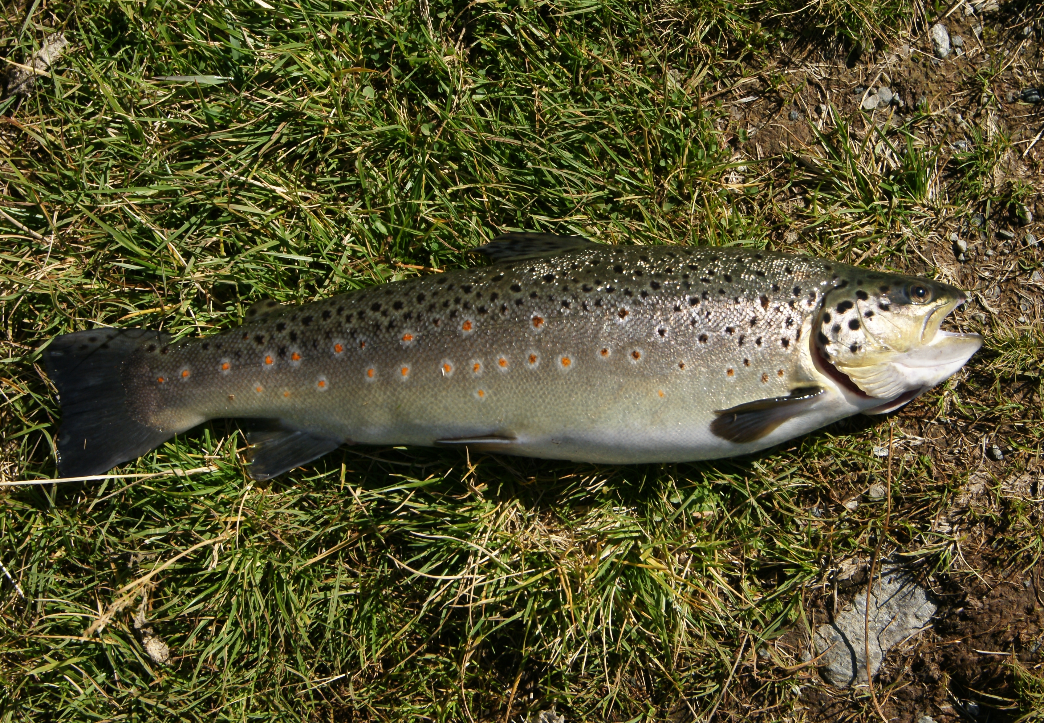 File:Salmo trutta fario Bachforelle.JPG - Wikimedia Commons