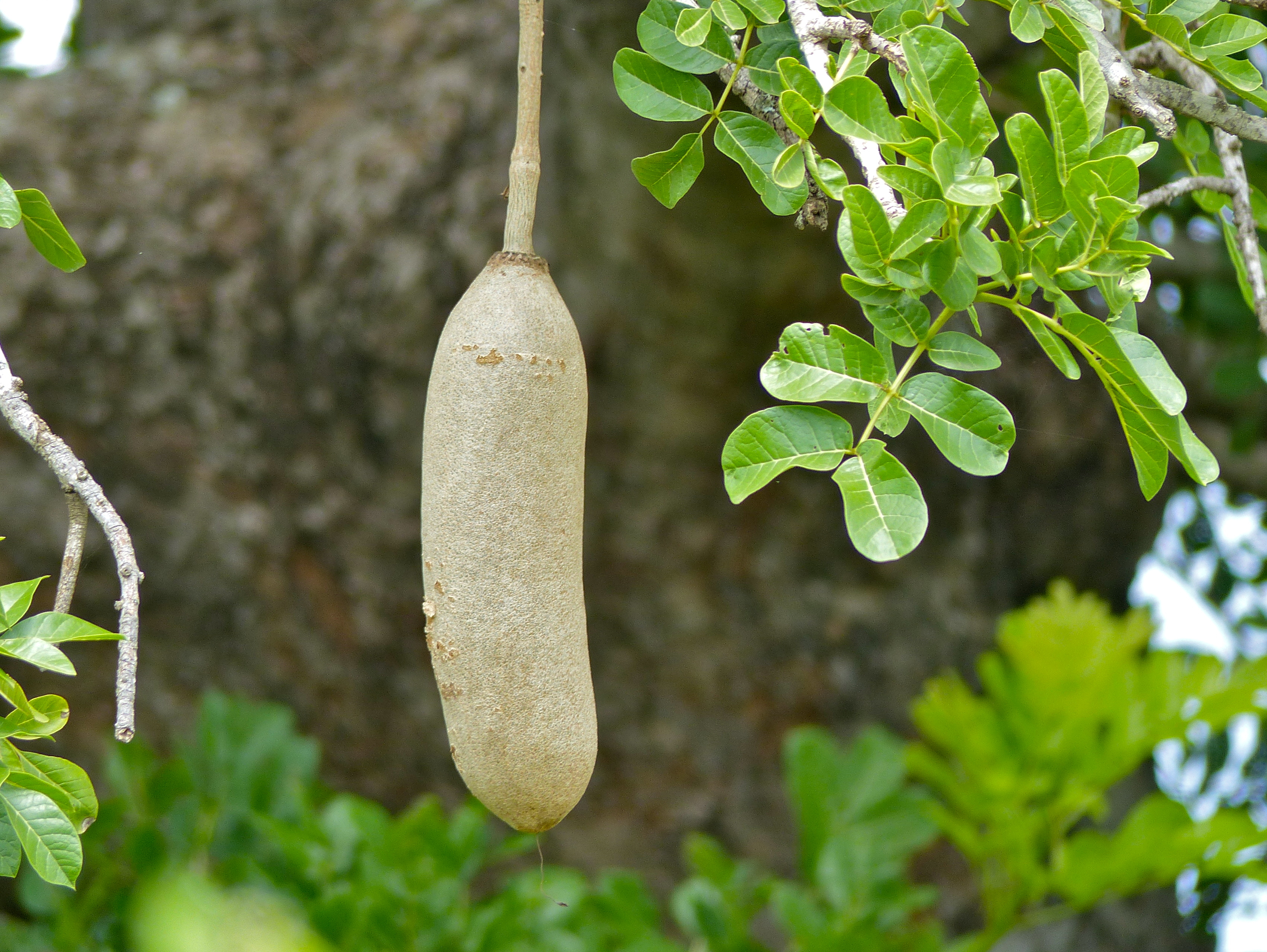 File:Sausage Tree (Kigelia africana) fruit (11493304814).jpg - Wikimedia  Commons