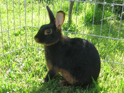 File:TanElfinrabbit.JPG