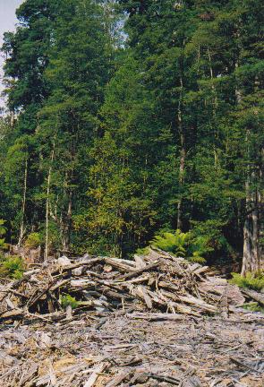 File:Tasmania logging 13 logging waste.jpg