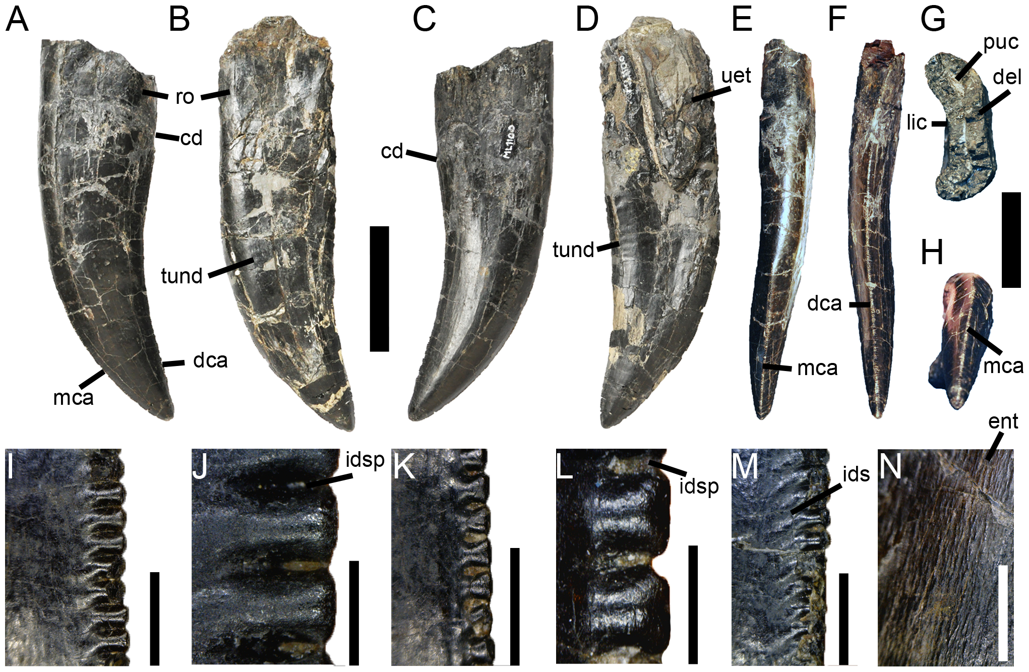 ¿nuevos dinosaurios encontrados con dientes y mordeduras mas fuertes que el t.rex? Torvosaurus_gurneyi_teeth