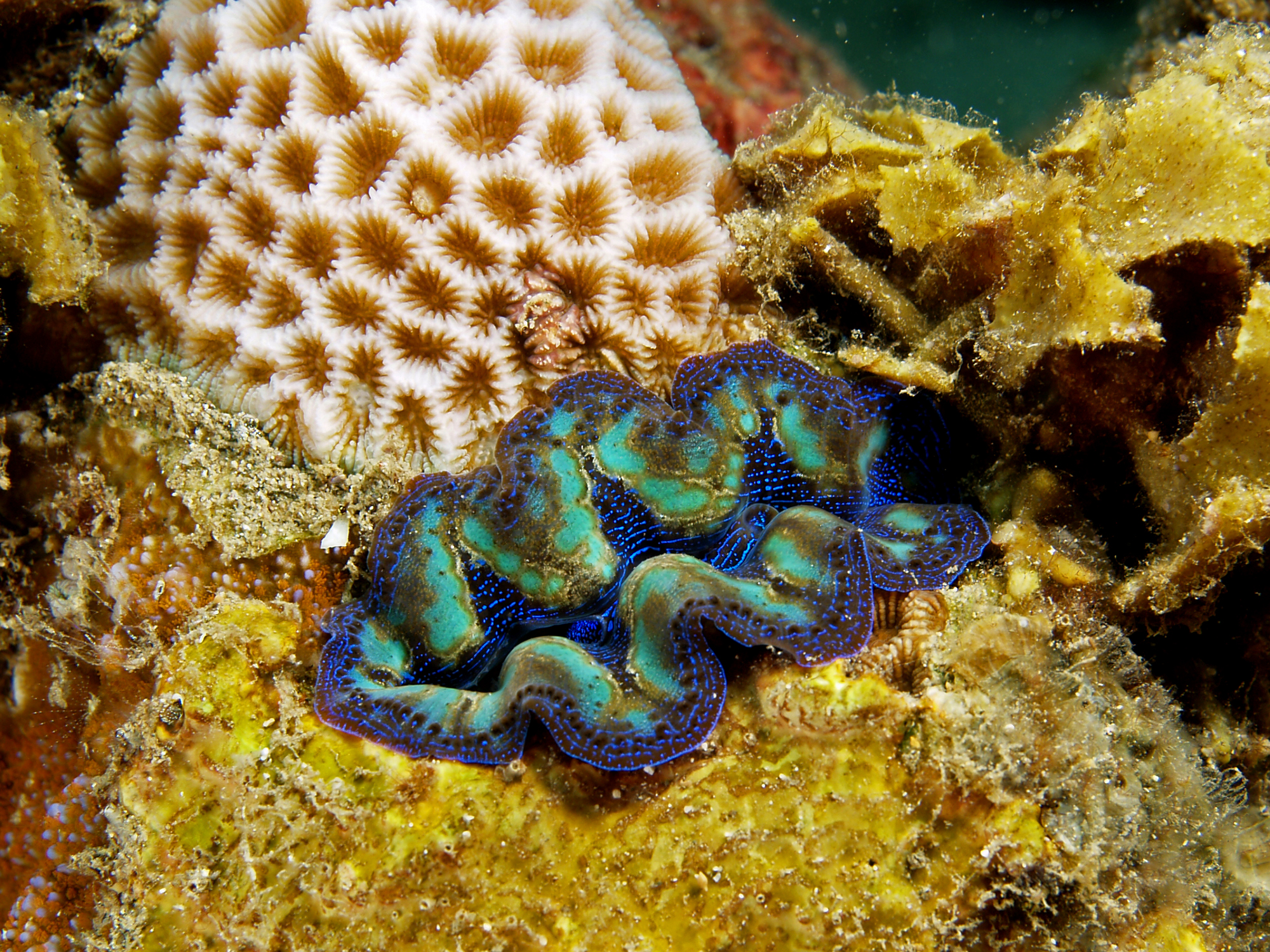 Risultati immagini per tridacna