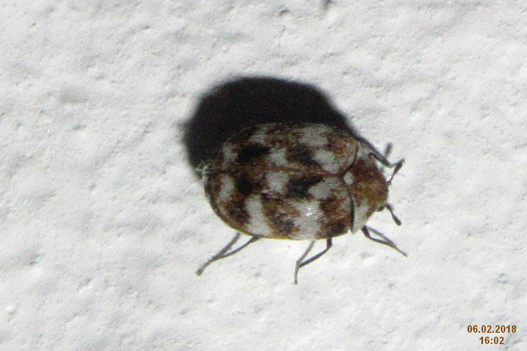 File:Variegated carpet beetle (st) (28407328229).jpg - Wikimedia Commons.