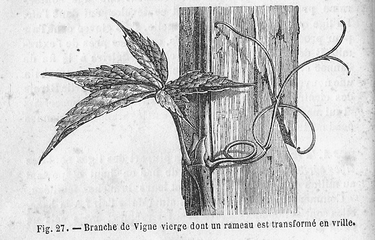 File:Vigne-vierge - sa vrille.jpg