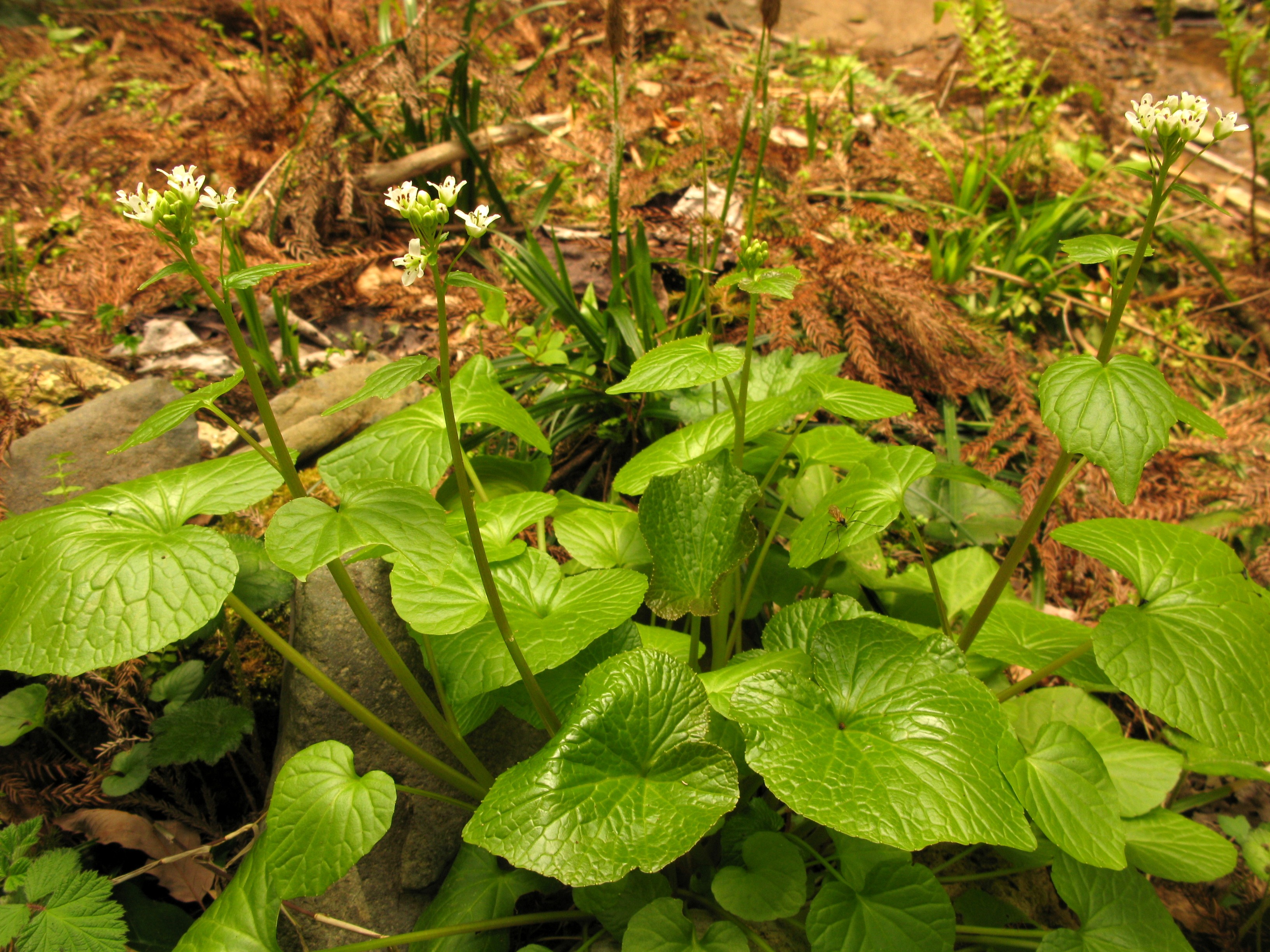 Racine De Wasabi Frais Isolé A Également Appelé Raifort Japonais