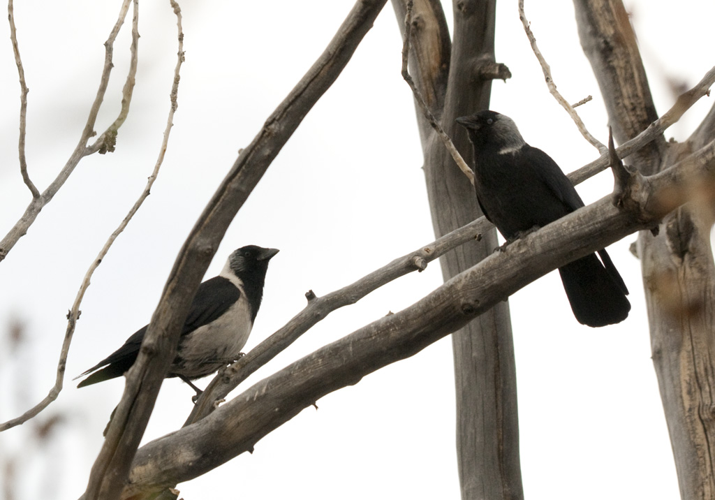 Western jackdaw - Wikipedia