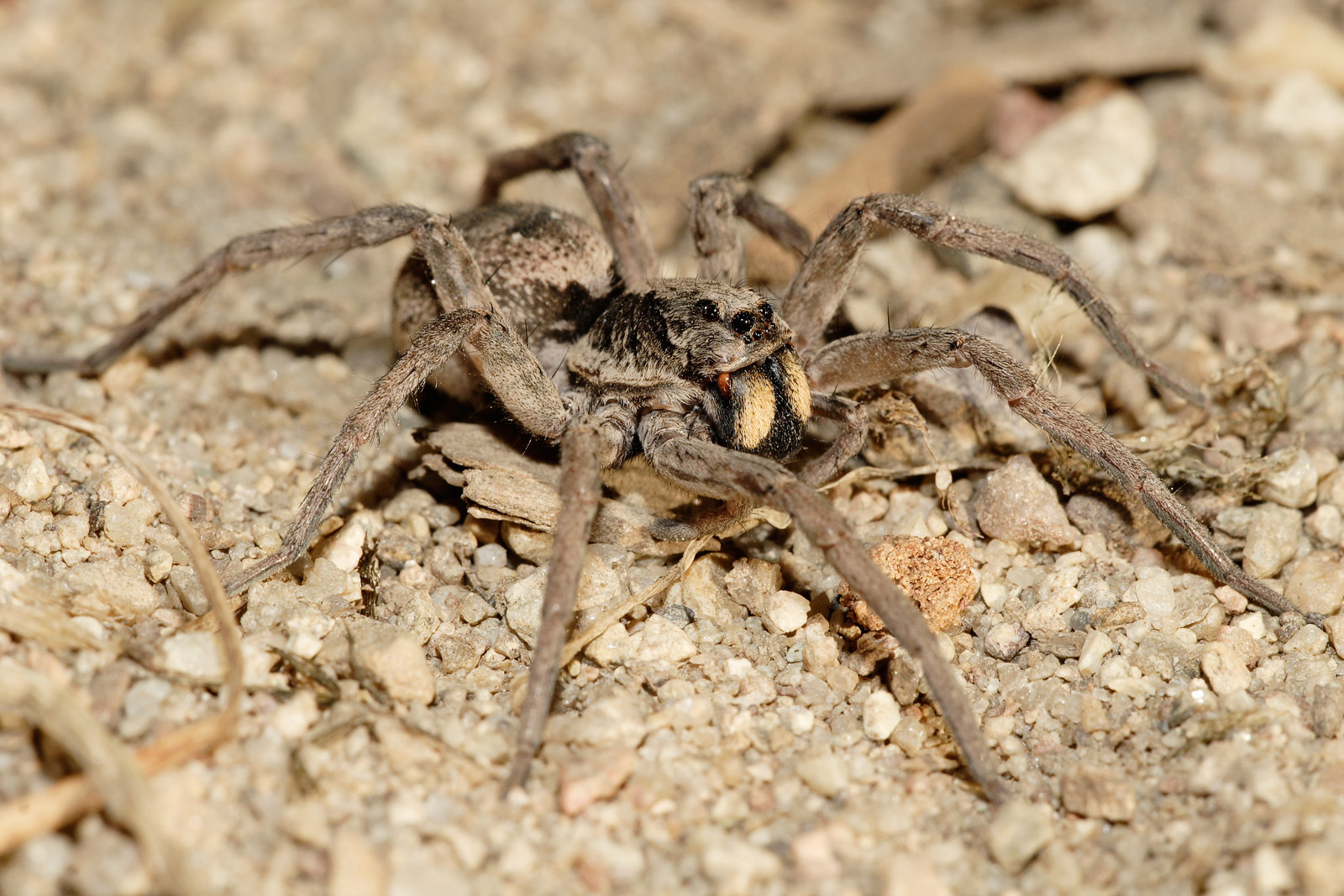 Spiders ii. Паук волк паутина. Паук 2. Spider мм2. Пауков 2.