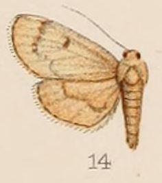 <i>Rehimena hypostictalis</i> Species of moth