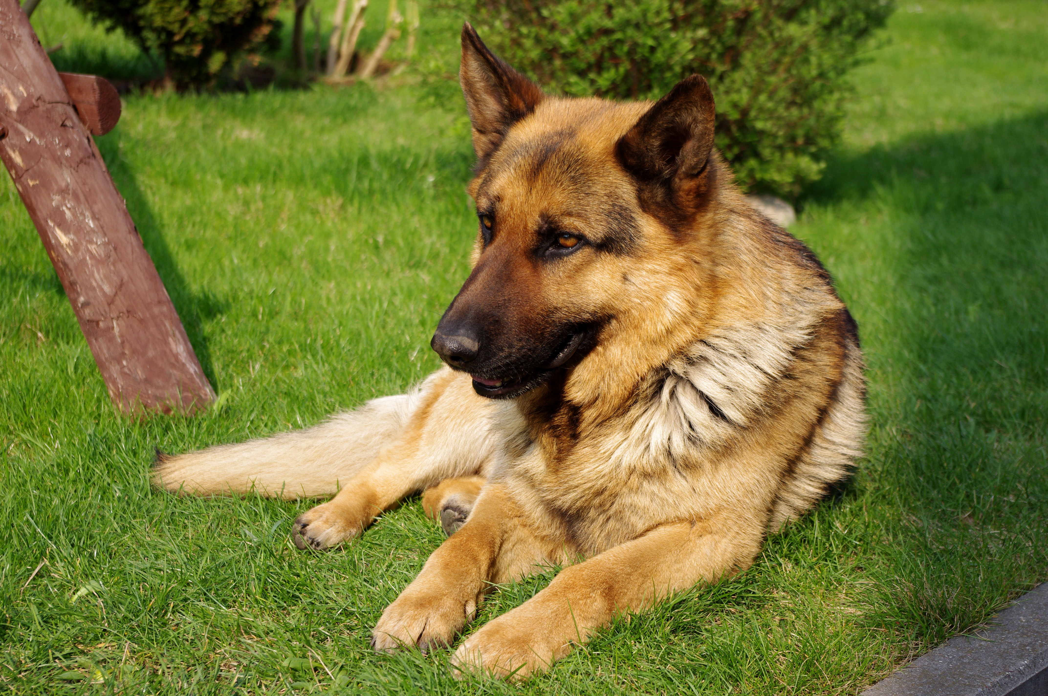 Натуральную собаку. Породы собак немецкая овчарка. German Shepherd немецкая овчарка. Немецкая овчарка Шепард. Гарафийская овчарка.