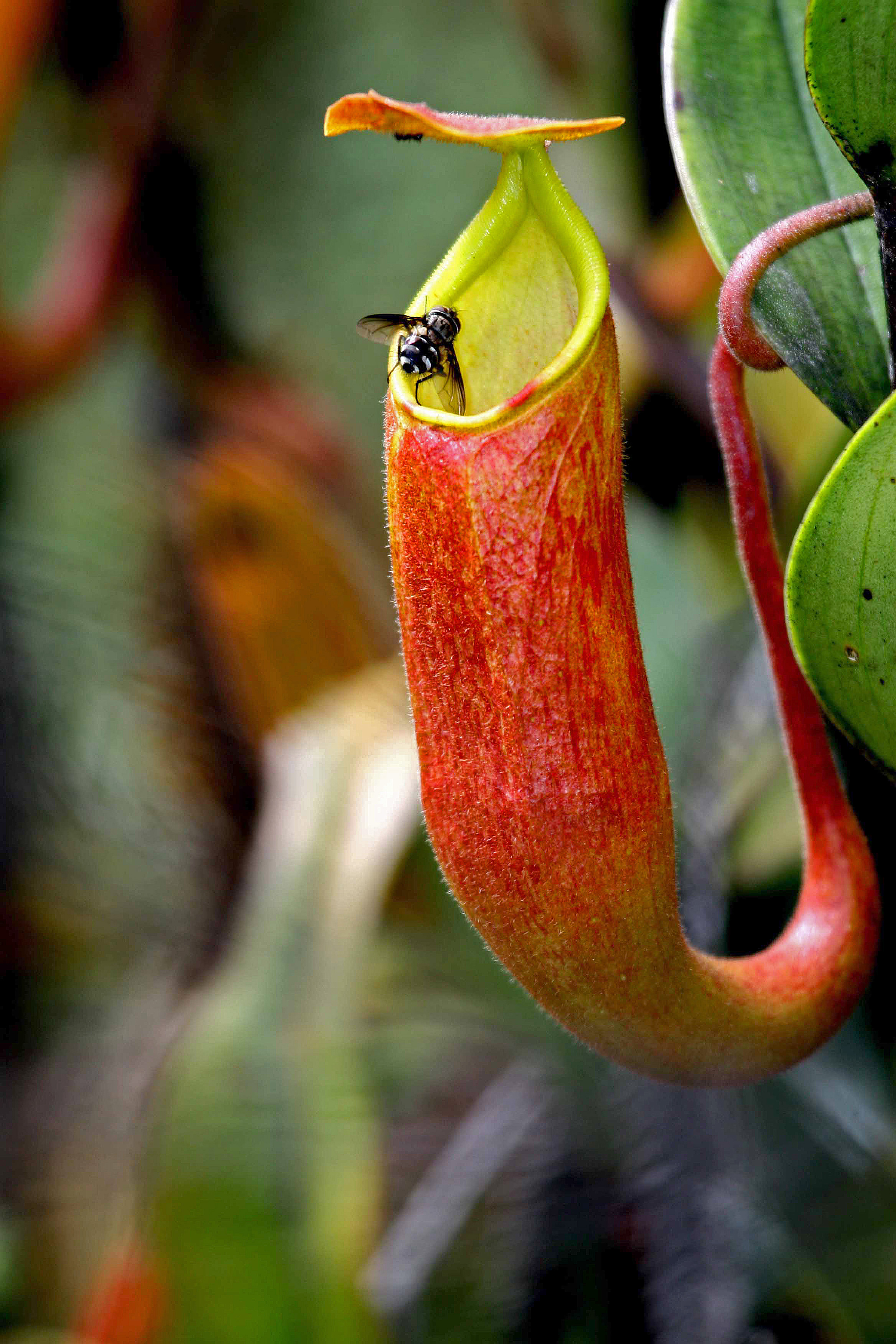 File 34 Kantong Semar Highland Rain Forest Papua Indonesia 