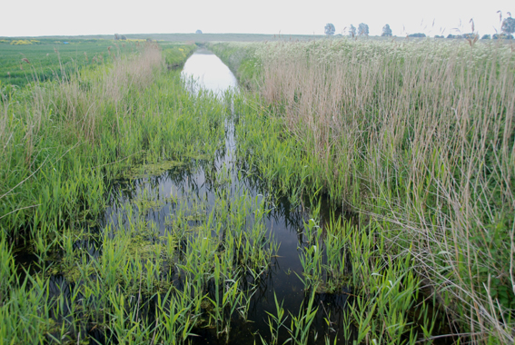 File:A drainage ditch - geograph.org.uk - 817249.jpg