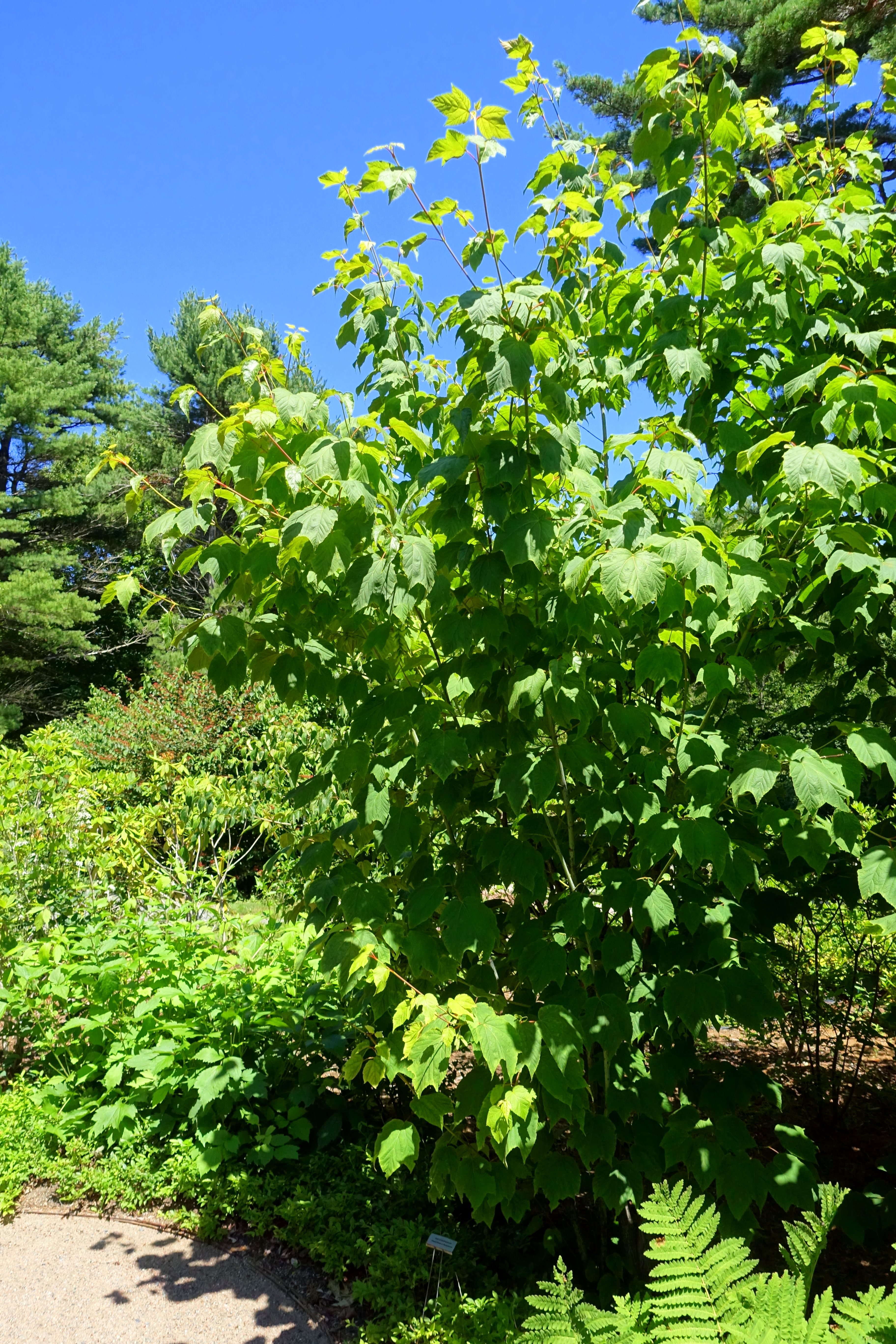 File Acer Pensylvanicum Asticou Azalea Garden Northeast Harbor