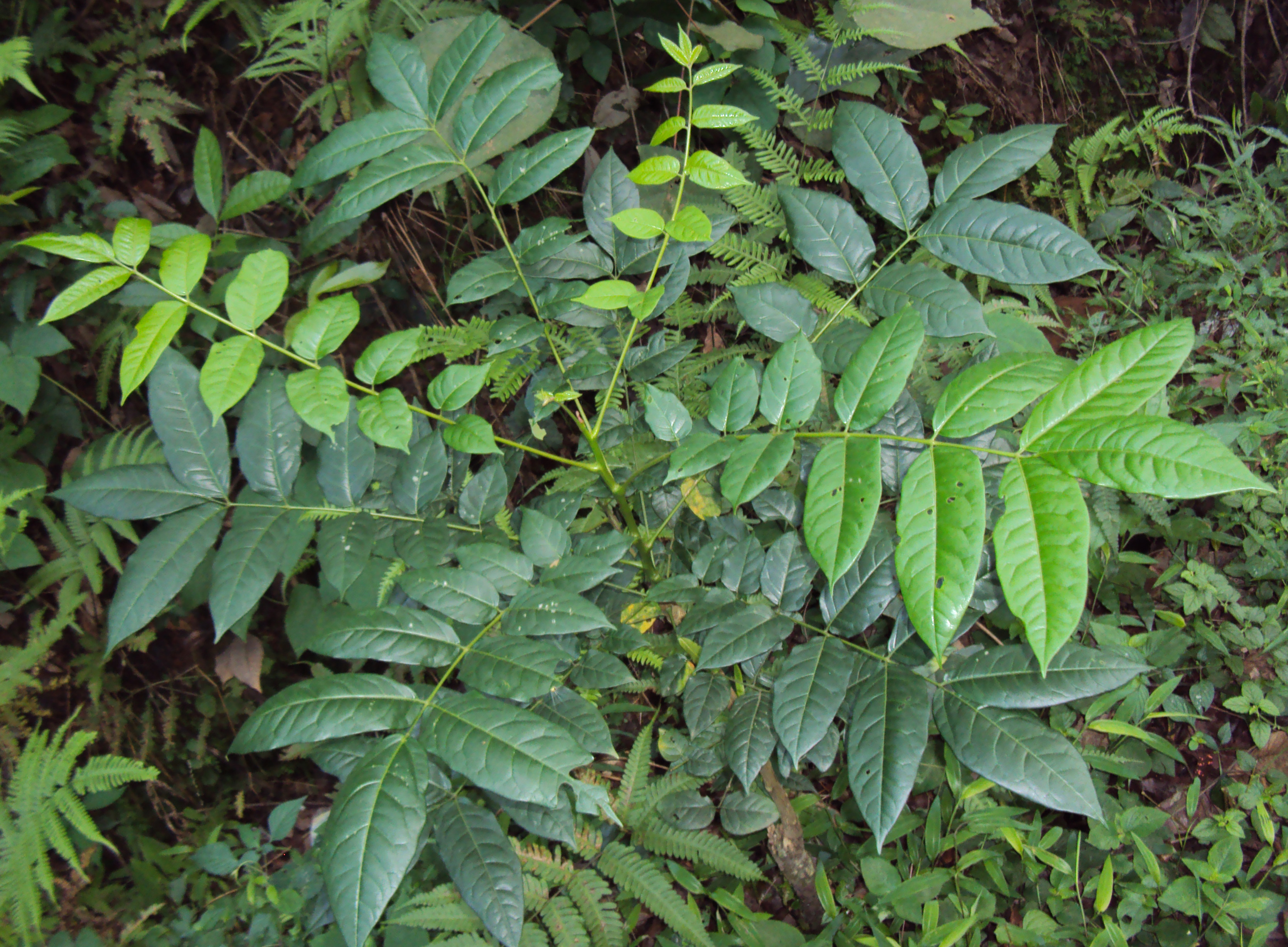 Листосос ясеневый сканворд 6. Ailanthus Triphysa. Ailanthus Excelsa дерево. Колючий ясень. Китайский ясень фото.