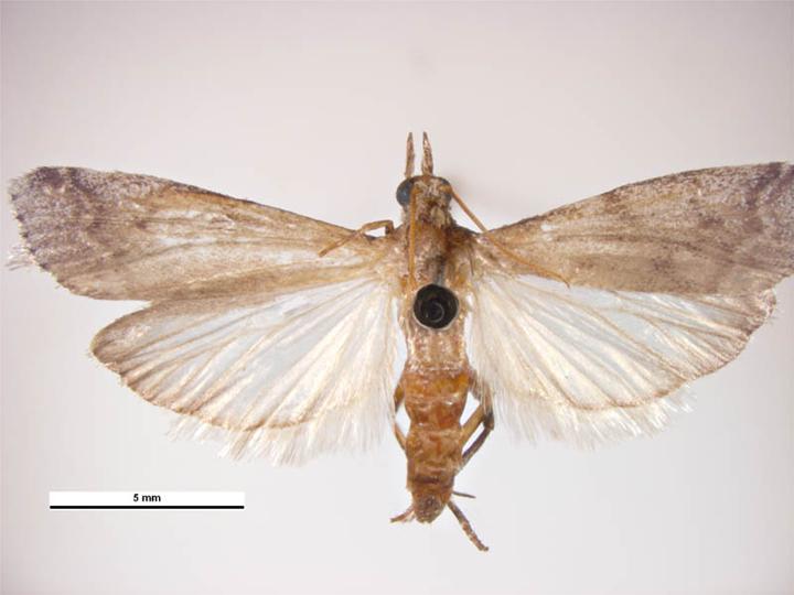 File:Amyelois transitella female.jpg