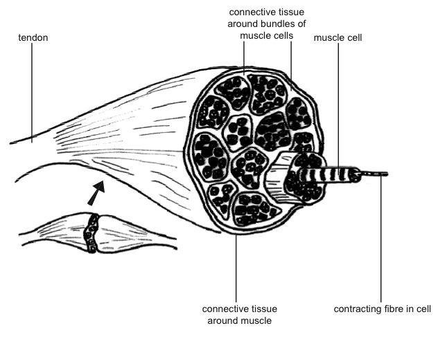 File:Anatomy and physiology of animals Structure of a muscle.jpg