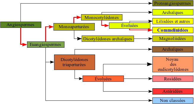 bandeau phylogénie classification APGIV