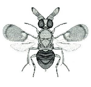 <i>Anicetus</i> (wasp) genus of insects