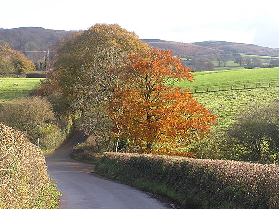 File:Autumn colours on Heddon Oak lane, looking to Quantocks - geograph.org.uk - 93803.jpg