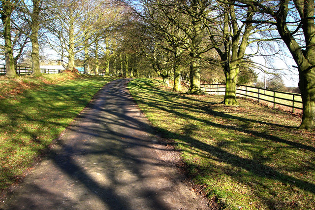File:Avenue of beech trees - geograph.org.uk - 685899.jpg