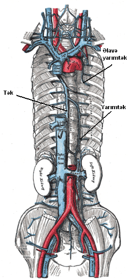 File:Azygos vein az.PNG