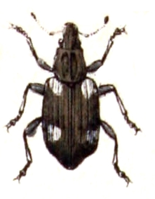 Bagoinae Subfamily of beetles